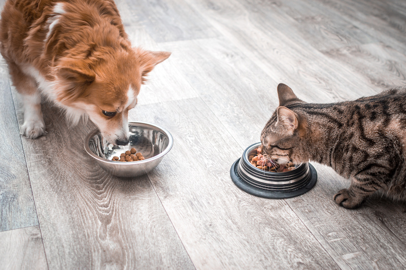 Fda Report On Dog Food And Cat Food Grain Free Food Issues