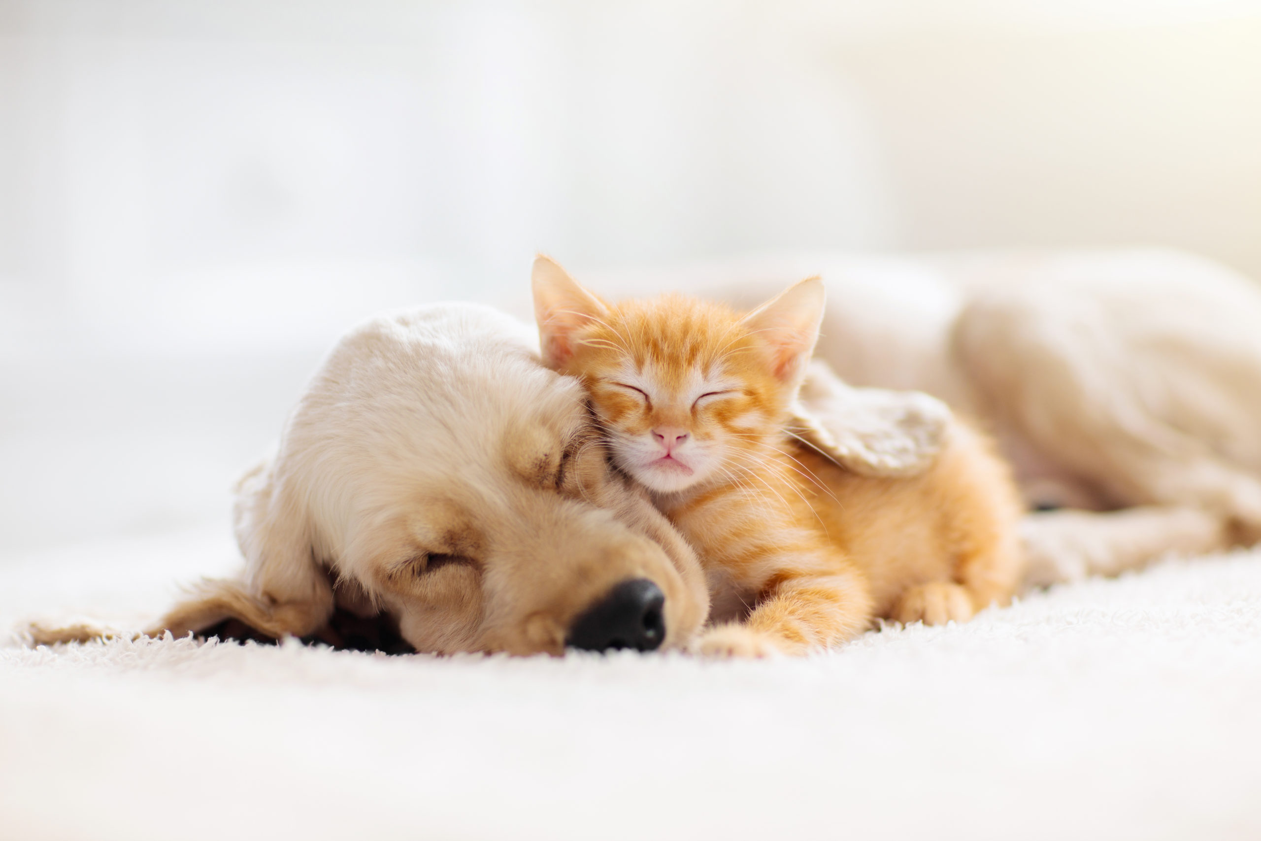animals and covid